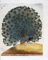 Tablica zoologiczna (ornitologia): paw rozpościera ogon (paw indyjski lub Pavo cristatus). Ilustracja w „Historii ptaków, malowanych w ich widzialnych i zmysłowych aspektach” François Nicolasa Martineta (1731-1800). Kolekcja prywatna.
