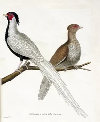 Wykres zoologiczny (ornitologia): Bażant ma chińską stalową łuskę i samicę (srebrny bażant lub Lophura nycthemera) na gałęzi. Ilustracja do „Historii ptaków malowanych w ich pozornych i wrażliwych aspektach” Francois Nicolas Marti