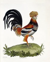 Wykres zoologiczny (ornitologia): Kogut (kogut domowy lub gallus gallus). Ilustracja w „Historii ptaków, namalowanych w ich pozornych i wrażliwych aspektach” Francois Nicolas Martinet (1731-1800). Prywatna kolekcja.