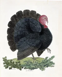 Wykres zoologiczny (ornitologia): Turcja (indyk domowy lub Melaeagris gallopavo). Ilustracja w „Historii ptaków malowanych w ich pozornych i wrażliwych aspektach” Francois Nicolas Martinet (1731-1800) (rycina)