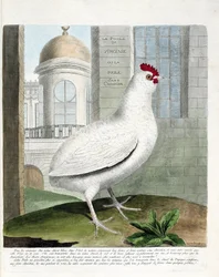 Wykres zoologiczny (ornitologia): kura Virginia lub kury bez zadu (kura domowa iu gallus gallus). Ilustracja w „Historii ptaków malowanych w ich pozornych i wrażliwych aspektach” Francois Nicolas Martinet (1731-1800). Prywatna kolekcja.