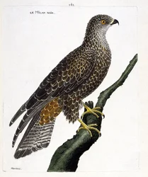Tablica zoologiczna (ornitologia): czarny Milvus migrans na gałęzi. Ilustracja w 
