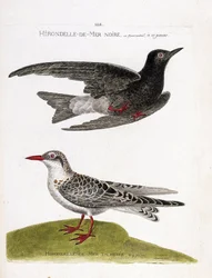 Wykres zoologiczny (ornitologia): jaskółka morska (jaskółka lub czarny karzeł lub chlidonias niger) w locie i jaskółka cętkowana (moustac guifet lub chlidonias hybrida). Ilustracja w „Historii ptaków malowanych w ich wyglądzie i wrażliwości”