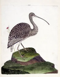 Wykres zoologiczny (ornitologia): kulik (jesion kulik lub numenius arquata). Ilustracja w „Historii ptaków, namalowanych w ich pozornych i wrażliwych aspektach” Francois Nicolas Martinet (1731-1800). Prywatna kolekcja.