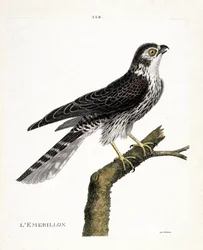 Wykres zoologiczny (ornitologia): emerillon (emerillon falcon lub falco colombarius) na gałęzi. Ilustracja w „Historii ptaków malowanych w ich pozornych i wrażliwych aspektach” Francois Nicolas Martinet (1731-1800). Prywatna kolekcja.
