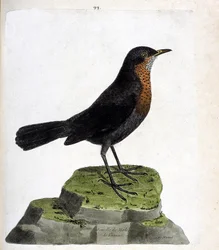 Tablica zoologiczna (ornitologia): samica kosa zwyczajnego (Turdus merula). Ilustracja w dziele „Historia ptaków, malowanych w ich widocznych i wrażliwych aspektach” François Nicolasa Martineta (1731-1800). Kolekcja prywatna.