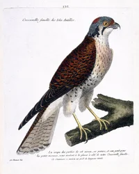 Wykres zoologiczny (ornitologia): samica rzeżuchy z wysp karaibskich (amerykańska crecerella lub falco sparverius) na gałęzi. Ilustracja w „Historii ptaków malowanych w ich pozornych i wrażliwych aspektach” Francois Nicolas Martinet (1731-180