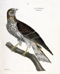 Wykres zoologiczny (ornitologia): żeński soubus (busard saint martin lub circus cyaneus) na gałęzi. Ilustracja w „Historii ptaków, namalowanych w ich pozornych i wrażliwych aspektach” Francois Nicolas Martinet (1731-1800). Prywatna kolekcja.