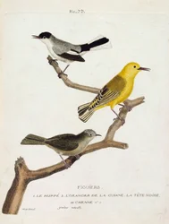 Wykres zoologiczny (ornitologia): drzewa figowe. Od dołu do góry: dudek (California gobemoucheron lub polioptila california), pomarańcza guian (pokrzewka lub protonotaria citrea) i czarna głowa Caienne (tropikalny gobemoucheron lub poliopt).