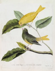 Wykres zoologiczny (ornitologia): od dołu do góry: serin hupe (serin des canaries lub serinus canaria) i serin des canaries na gałęzi. Ilustracja w „Historii ptaków, namalowanych w ich pozornych i wrażliwych aspektach” Francois Nico