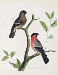 Wykres zoologiczny (ornitologia): od dołu do góry: bouvreil męski i żeński (peony bouvreil lub pyrrhula pyrrrhula) na gałęzi. Ilustracja w „Historii ptaków malowanych w ich pozornych i wrażliwych aspektach” Francois Nicolas Martinet (1731