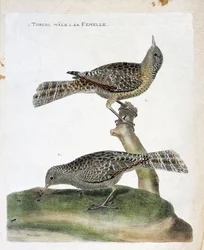 Wykres zoologiczny (ornitologia): od góry do dołu: samiec i samica (Torcol Fourmilier lub Jynx torquilla). Ilustracja w „Historii ptaków, namalowanych w ich pozornych i wrażliwych aspektach” Francois Nicolas Martinet (1731-1800).