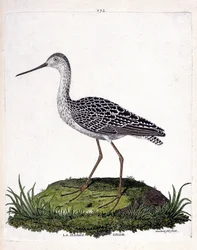 Mapa zoologiczna (ornitologia): barka szara (barka czerwona lub limosa lapponica). Ilustracja w „Historii ptaków malowanych w ich pozornych i wrażliwych aspektach” Francois Nicolas Martinet (1731-1800). Prywatna kolekcja.