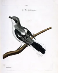 Wykres zoologiczny (ornitologia): szary grieche (dzierzba lub lanius excubitor) na gałęzi. Ilustracja w „Historii ptaków, namalowanych w ich pozornych i wrażliwych aspektach” Francois Nicolas Martinet (1731-1800). Prywatna kolekcja.