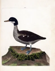 Wykres zoologiczny (ornitologia): cyraneczka jawajska (szara cyraneczka lub gibberifron anas). Ilustracja w „Historii ptaków, namalowanych w ich pozornych i wrażliwych aspektach” Francois Nicolas Martinet (1731-1800). Prywatna kolekcja.