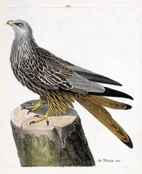 Wykres zoologiczny (ornitologia): mężczyzna Milan (royal lub milvus milvus). Ilustracja w „Historii ptaków, namalowanych w ich pozornych i wrażliwych aspektach” Francois Nicolas Martinet (1731-1800). Prywatna kolekcja.