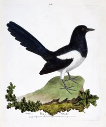 Wykres zoologiczny (ornitologia): samiec sroki lub gadatliwy placek (pica pica). Ilustracja w „Historii ptaków, namalowanych w ich pozornych i wrażliwych aspektach” Francois Nicolas Martinet (1731-1800). Prywatna kolekcja.