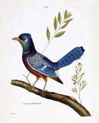 Wykres zoologiczny (ornitologia): samiec sójki siam (sójka niebieska lub cyanocitta cristata) na gałęzi. Ilustracja w „Historii ptaków, namalowanych w ich pozornych i wrażliwych aspektach” Francois Nicolas Martinet (1731-1800). Prywatna kolekcja.
