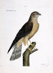 Wykres zoologiczny (ornitologia): męski soubus (busard saint martin lub circus cyaneus) na gałęzi. Ilustracja w „Historii ptaków malowanych w ich pozornych i wrażliwych aspektach” Francois Nicolas Martinet (1731-1800). Prywatna kolekcja.