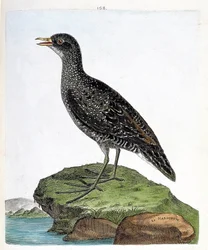 Wykres zoologiczny (ornitologia): maruet (maruet punktowy lub porzana porzana). Ilustracja w „Historii ptaków, namalowanych w ich pozornych i wrażliwych aspektach” Francois Nicolas Martinet (1731-1800). Prywatna kolekcja.