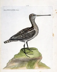 Wykres zoologiczny (ornitologia): stary samiec becassine (becassine bagienna lub gallinago gallinago). Ilustracja w „Historii ptaków malowanych w ich pozornych i wrażliwych aspektach” Francois Nicolas Martinet (1731-1800). Prywatna kolekcja.