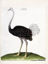 Wykres zoologiczny (ornitologia): struś (struthio camelus). Ilustracja w „Historii ptaków, namalowanych w ich pozornych i wrażliwych aspektach” Francois Nicolas Martinet (1731-1800). Prywatna kolekcja.