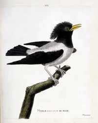 Wykres zoologiczny (ornitologia): różowy kos (czerwawy szpak lub sturnus roseus) na gałęzi. Ilustracja w „Historii ptaków malowanych w ich pozornych i wrażliwych aspektach” Francois Nicolas Martinet (1731-1800). Prywatna kolekcja.