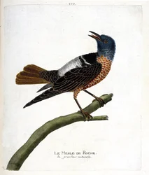 Wykres zoologiczny (ornitologia): kos skalny (kos skalny lub monticola saxatilis). Ilustracja w „Historii ptaków, namalowanych w ich pozornych i wrażliwych aspektach” Francois Nicolas Martinet (1731-1800). Prywatna kolekcja.