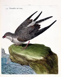 Mapa zoologiczna (ornitologia): kuropatwa morska (glareola naszyjnik lub glareola pratincola). Ilustracja w „Historii ptaków malowanych w ich pozornych i wrażliwych aspektach” Francois Nicolas Martinet (1731-1800). Prywatna kolekcja.