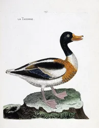 Wykres zoologiczny (ornitologia): tadorne (tadorne de belon lub tadorna tadorna). Ilustracja w „Historii ptaków malowanych w ich pozornych i wrażliwych aspektach” Francois Nicolas Martinet (1731-1800). Prywatna kolekcja.