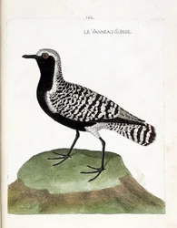 Wykres zoologiczny (ornitologia): jagnięcina szwajcarska (sieweczka srebrzysta lub pluvialis squatarola). Ilustracja w „Historii ptaków malowanych w ich pozornych i wrażliwych aspektach” Francois Nicolas Martinet (1731-1800). Prywatna kolekcja.