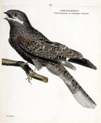 Mapa zoologiczna (ornitologia): angulvent (europejski jastrząb lub caprimulgus europaeus) na gałęzi. Ilustracja w „Historii ptaków, namalowanych w ich pozornych i wrażliwych aspektach” Francois Nicolas Martinet (1731-1800). Prywatna kolekcja