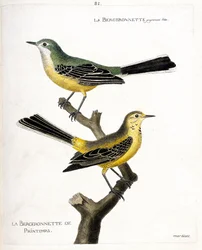 Wykres zoologiczny (ornitologia): sama bergeronette i wiosenna bergeronette (wiosenna bergeronette lub motacilla flava) na gałęzi. Ilustracja w „Historii ptaków malowanych w ich pozornych i wrażliwych aspektach” Francois Nicolas Ma
