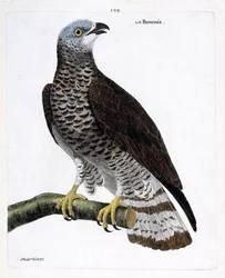 Wykres zoologiczny (ornitologia): bondree (apivore bondree lub pernis apivorus) na gałęzi. Ilustracja w „Historii ptaków, namalowanych w ich pozornych i wrażliwych aspektach” Francois Nicolas Martinet (1731-1800). Prywatna kolekcja.