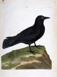 Tablica zoologiczna (ornitologia): wrona czarna (Corvus corone). Ilustracja w dziele „Historia ptaków, malowanych w ich widocznych i wrażliwych aspektach” François Nicolasa Martineta (1731-1800). Kolekcja prywatna.