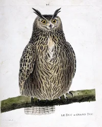 Wykres zoologiczny (ornitologia): książę lub wielki książę (wielki książę lub bubo bubo) na gałęzi. Ilustracja w „Historii ptaków malowanych w ich pozornych i wrażliwych aspektach” Francois Nicolas Martinet (1731-1800). Prywatna kolekcja.