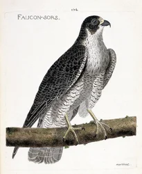 Wykres zoologiczny (ornitologia): sokół wychodzi lub sokół (sokół pelerynowy lub falco peregrinus) na gałęzi. Ilustracja w „Historii ptaków malowanych w ich pozornych i wrażliwych aspektach” Francois Nicolas Martinet (1731-1800). Pri