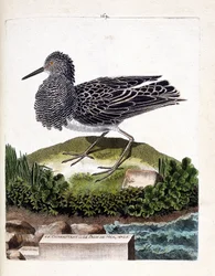 Tablica zoologiczna (ornitologia): batalion, czyli samiec pawia morskiego (batalion lub Philomachus pugnax). Ilustracja w „Historii ptaków, malowanych w ich widzialnych i zmysłowych aspektach” François Nicolasa Martineta (1731-1800). Kolekcja prywatna