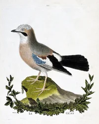 Wykres zoologiczny (ornitologia): geay (sójka pospolita lub garrulus glandarius). Ilustracja w „Historii ptaków, namalowanych w ich pozornych i wrażliwych aspektach” Francois Nicolas Martinet (1731-1800). Prywatna kolekcja.