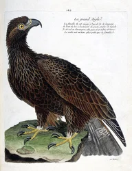 Wykres zoologiczny (ornitologia): orzeł wielki (orzeł królewski lub aquila chrysaetos). Ilustracja w „Historii ptaków, namalowanych w ich pozornych i wrażliwych aspektach” Francois Nicolas Martinet (1731-1800). Prywatna kolekcja.