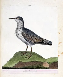 Wykres zoologiczny (ornitologia): szary maubeche (fioletowy dziób lub calidris maritima). Ilustracja w „Historii ptaków, namalowanych w ich pozornych i wrażliwych aspektach” Francois Nicolas Martinet (1731-1800). Prywatna kolekcja.