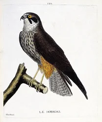 Wykres zoologiczny (ornitologia): hobreau (hawk hawk lub falco subbuteo) na gałęzi. Ilustracja w „Historii ptaków malowanych w ich pozornych i wrażliwych aspektach” Francois Nicolas Martinet (1731-1800). Prywatna kolekcja.