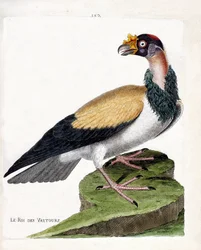 Wykres zoologiczny (ornitologia): król sępów (sarcoramph king lub sarcoramphus papa). Ilustracja w „Historii ptaków, namalowanych w ich pozornych i wrażliwych aspektach” Francois Nicolas Martinet (1731-1800). Prywatna kolekcja.