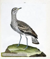 Wykres zoologiczny (ornitologia): sieweczka duża lub wrona (oedicneme criard (Burhinus oedicnemus). Ilustracja w „Historii ptaków malowanych w ich aspektach pojawiających się i wrażliwych” Francois Nicolas Martinet (1731-1800). Zbiory prywatne.
