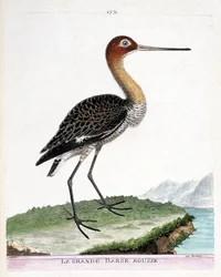Tablica zoologiczna (ornitologia): rycyk (rycyk czarnoogoniasty lub Limosa limosa). Ilustracja w „Historii ptaków, malowanych w ich widzialnych i zmysłowych postaciach” François-Nicolasa Martineta (1731-1800). Kolekcja prywatna.