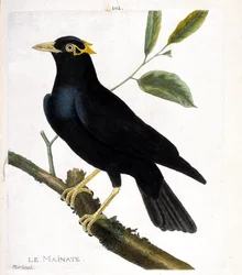 Wykres zoologiczny (ornitologia): główny (główny religijny lub gracula religiosa) na gałęzi. Ilustracja w „Historii ptaków malowanych w ich pozornych i wrażliwych aspektach” Francois Nicolas Martinet (1731-1800). Prywatna kolekcja.