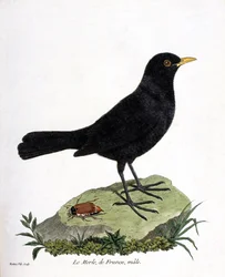 Tablica zoologiczna (ornitologia): samiec kosa (kos czarny lub Turdus merula). Ilustracja w „Historii ptaków, malowanych w ich widocznych i zmysłowych aspektach” François Nicolasa Martineta (1731-1800). Kolekcja prywatna.