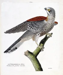 Wykres zoologiczny (ornitologia): samiec rzeżuchy (jastrząb jastrząb lub falco tinnunculus) na gałęzi. Ilustracja w „Historii ptaków, namalowanych w ich pozornych i wrażliwych aspektach” Francois Nicolas Martinet (1731-1800). Prywatna kolekcja.