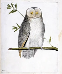 Wykres zoologiczny (ornitologia): sowa (Płomykówka lub Tyto Alba) na gałęzi. Ilustracja w „Historii ptaków malowanych w ich pozornych i wrażliwych aspektach” Francois Nicolas Martinet (1731-1800). Prywatna kolekcja.