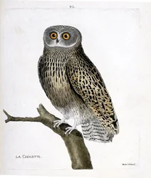 Wykres zoologiczny (ornitologia): sowa (hulotte owl lub strix aluco) na gałęzi. Ilustracja w „Historii ptaków, namalowanych w ich pozornych i wrażliwych aspektach” Francois Nicolas Martinet (1731-1800). Prywatna kolekcja.